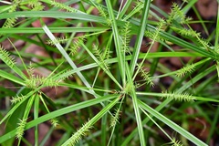 Cyperus hermaphroditus
