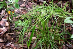 Cyperus hermaphroditus