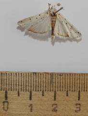 Myelois circumvoluta