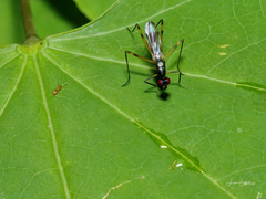 Rainieria antennaepes