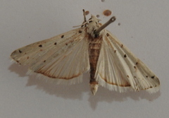Myelois circumvoluta