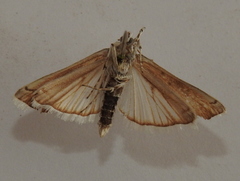 Myelois circumvoluta