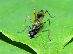 Rainieria antennaepes