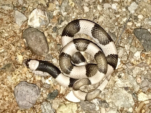 Saddled Leafnose Snake