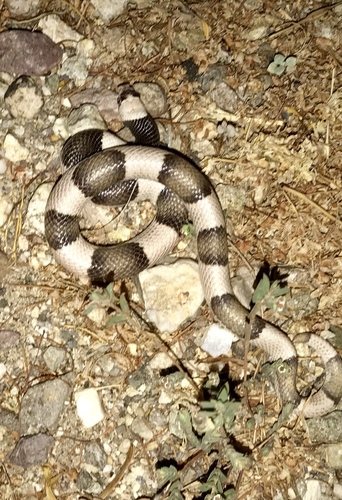 Saddled Leafnose Snake