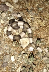 Phyllorhynchus browni