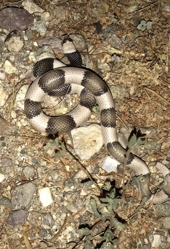 Saddled Leafnose Snake