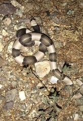 Phyllorhynchus browni