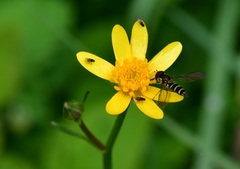 Fazia micrura