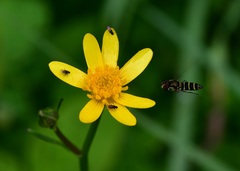 Fazia micrura