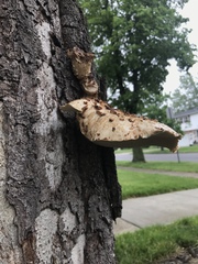 Cerioporus squamosus