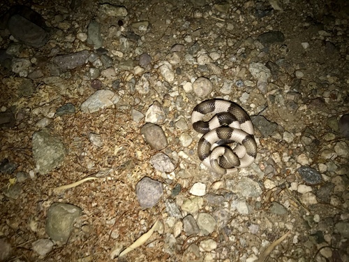 Saddled Leafnose Snake