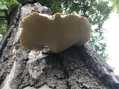 Cerioporus squamosus