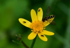 Fazia micrura