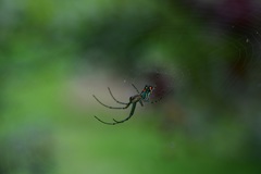 Leucauge argyrobapta