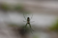 Leucauge argyrobapta