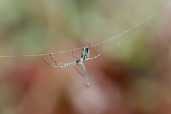 Leucauge argyrobapta