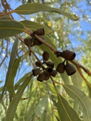 Corymbia aparrerinja