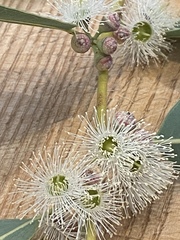 Corymbia aparrerinja