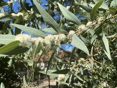 Corymbia aparrerinja