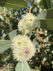 Corymbia aparrerinja