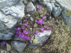 Primula hirsuta