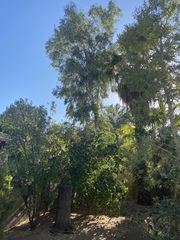 Corymbia aparrerinja