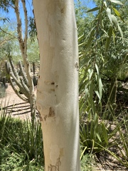 Corymbia aparrerinja