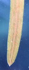 Potamogeton strictifolius
