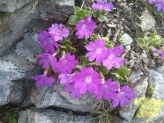 Primula hirsuta