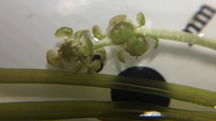 Potamogeton strictifolius