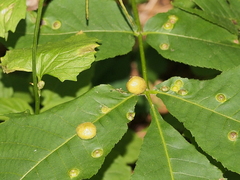 Phylloxera deplanata