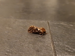 Korscheltellus fusconebulosa