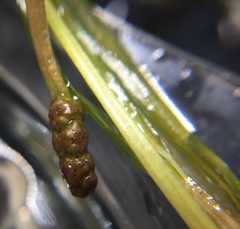 Potamogeton strictifolius