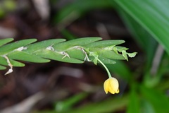 Lockhartia oerstedii