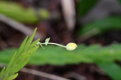 Lockhartia oerstedii
