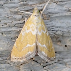 Xanthophysa psychicalis