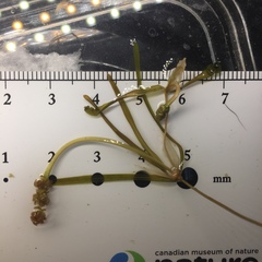 Potamogeton strictifolius
