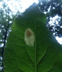 Astrotischeria astericola