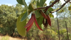 Annona longiflora