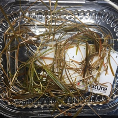 Potamogeton strictifolius