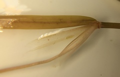 Potamogeton strictifolius