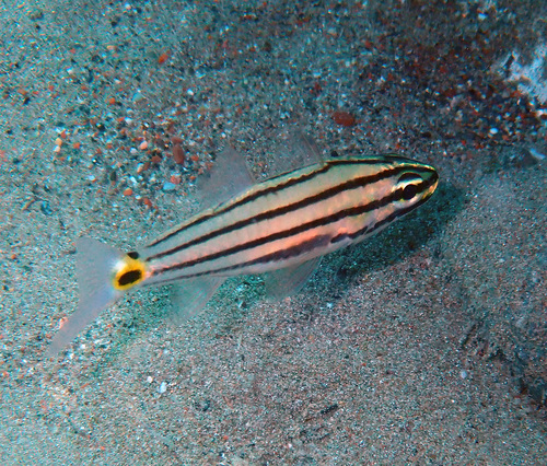 Indian Ocean twospot cardinalfish (Cheilodipterus novemstriatus) — Apogonidae — 5