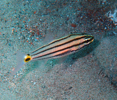 Twospot Cardinalfish photo 3