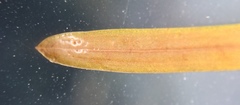 Potamogeton strictifolius