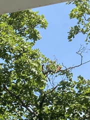 Cardinalis cardinalis cardinalis