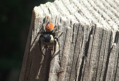 Phidippus insignarius