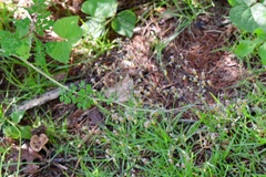 Thalictrum guatemalense