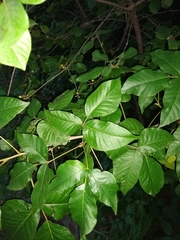 Toxicodendron radicans