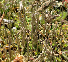 Cladonia rei